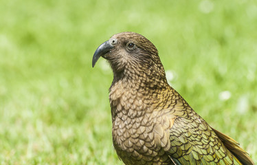 Kea