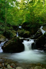 Naklejka premium Wonderful view of a lovely river across the forest