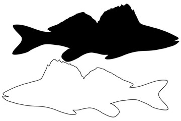 zander silhouette vector, (Sander lucioperca), 