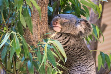 Koala sleeping while clinging to the tree