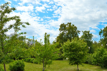 Fototapeta na wymiar Green lawns in park, Tyumen city
