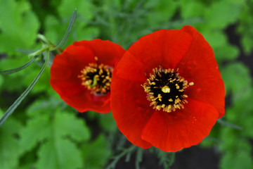Fototapeta premium poppies in the garden