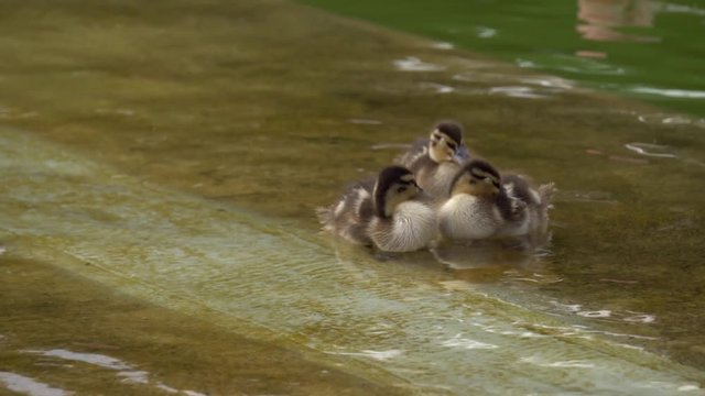 pato-patito-patico