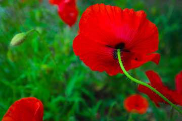 Beautiful poppy flowers on the meadow, mountain nature, summertime. Photo depicts red poppies, colorful meadow flowers, growing in the green grass. Close up, macro view.