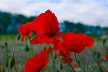 Beautiful poppy flowers on the meadow, mountain nature, summertime. Photo depicts red poppies, colorful meadow flowers, growing in the green grass. Close up, macro view.
