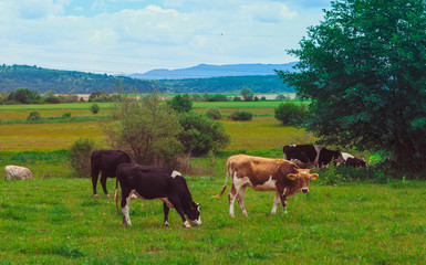 Fototapeta na wymiar Photo depicting a milky brown lovely herd of cows are graze on a green grass in a mountain peaceful landscape. Healthy food farming concept.
