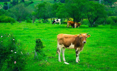 Photo depicting a milky brown lovely caw graze on a green grass in a mountain peaceful landscape. Healthy food farming concept.