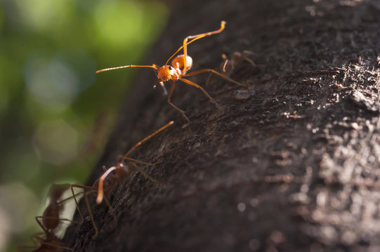 wild red ant on tree
