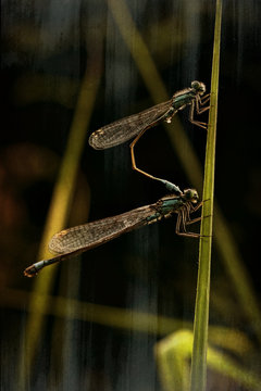 Dragonflies, pair