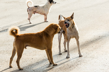 Thai street dogs fighting