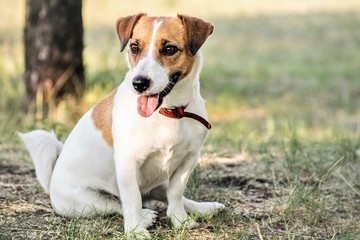 Jack Russell Terrier dog sitting on grass in summer day