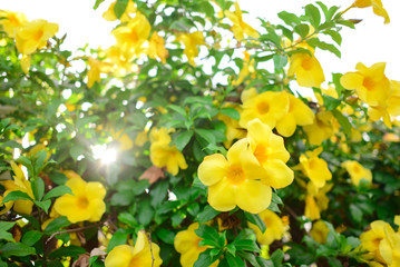 Yellow Allamanda  or Yellow trumpet flower Bush