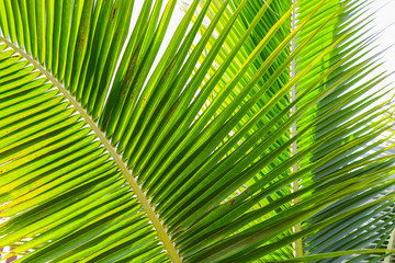 Obraz na płótnie Canvas Coconut leaf