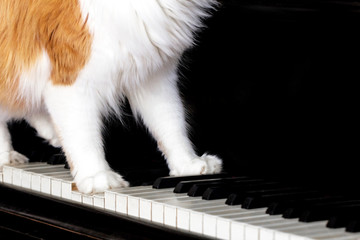 Paws of red cat on piano keyboard