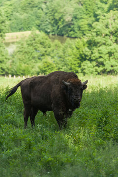 Zimbru - European Bison