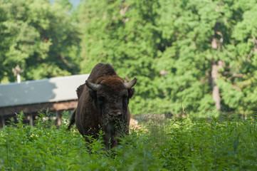 Zimbru - European Bison