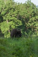 Zimbru - European Bison