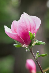 pink magnolia flower on a branch closeup