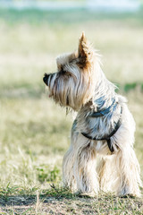 A small dog yorkshire terrier on meadow at summer day