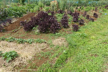６月の菜園