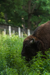 Fototapeta premium Zimbru - European Bison