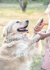 Happy big dog Golden retriever with big smile giving two paws to its owner outdooor at sunner day. Family dog.