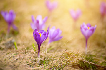 Beautiful violet crocuses flower growing on the dry grass, the first sign of spring. Seasonal easter sunny background.