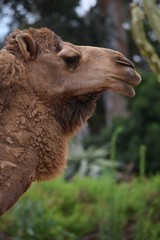 Camel profile