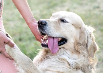 Happy big dog Golden retriever with big smile and a tongue hanging out giving a paw to its owner outdooor at sunner day