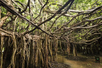 Amazing banyan spread on wetland, Sai Ngam park, Phimai District, Nakhon Ratchasima Province, Thailand