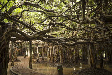 Naklejka premium walking way under amazing banyan spread on wetland, Sai Ngam park, Phimai District, Nakhon Ratchasima Province, Thailand
