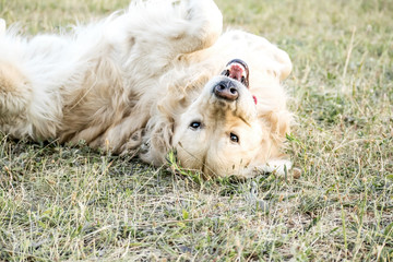 Happy playing big dog Golden retriever Lying on the back outdooor at sunner day. Family dog.
