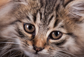 Fototapeta na wymiar Portrait cat close up