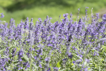 Lavender field