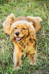 Portrait of a beautiful red dog purebred english cocker spaniel lying on grass at sunner day