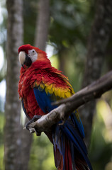 Costa Rican Parrot