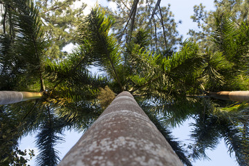 Tree Perspective