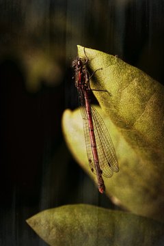 Dragonfly, resting on leaf