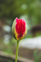 Beautiful tulip in the garden. Shallow depth of field.
