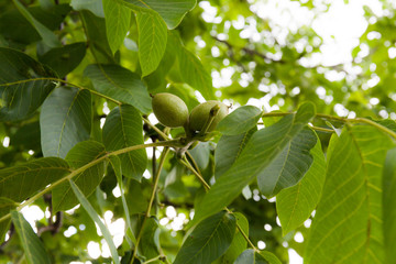 Fototapeta premium Green walnut on a tree