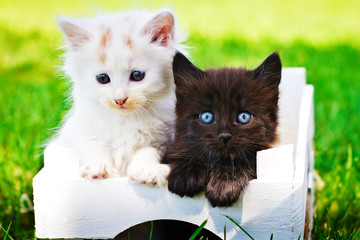 Cats in box on grass flower field background.