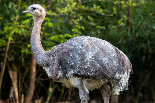 A detailed portrait of an Emu standing in the nature