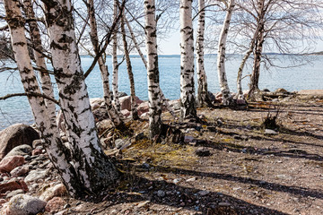 Birches grow in the spring on lake