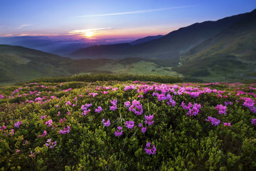 Majestic mountain sunset landscape with purple sky view and Rhododendron flowers