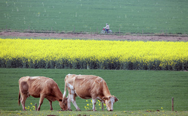 Kühe und Feld