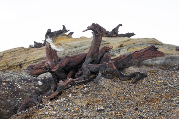 Dried tree on a volcano on the ground with rocks and pebbles. Piece of dried wood on the ground surrounded by sulfur atmosphere. Dead wood in harsh environment.