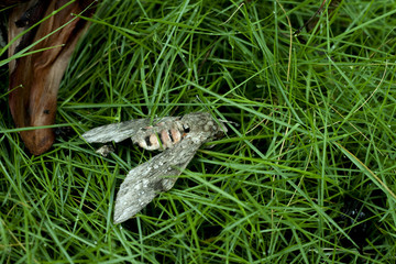 Night butterfly dead grass at night.