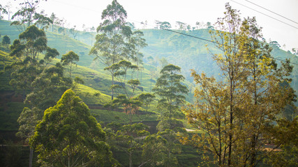tea fields