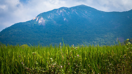 Obraz premium rice growing 