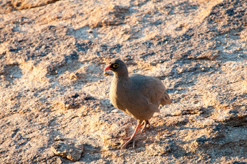 Francolin